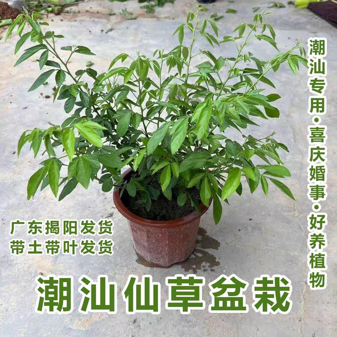 潮汕仙草石榴花盆栽红花仙草盆栽抹草盆栽室内室外喜庆事婚嫁植物