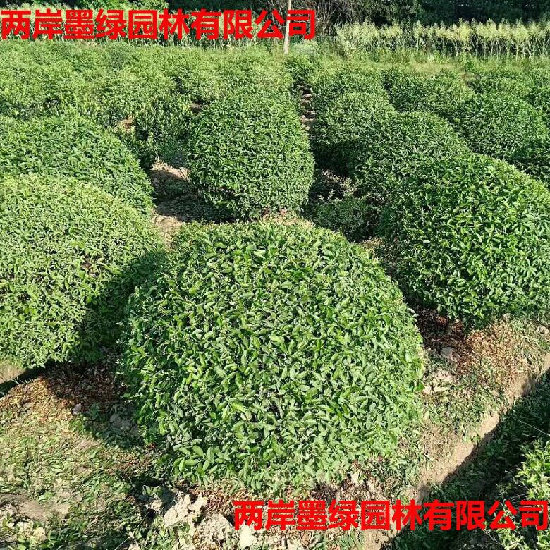 银姬小蜡球水蜡行道公园绿化金森女贞球大叶黄杨球