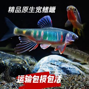 原生鱼六安宽鳍鱲马口鱼类高屏网红观赏鱼溪流鱼淡水冷水鱼