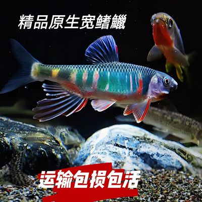 鱼类品种原生鱼观赏鱼
