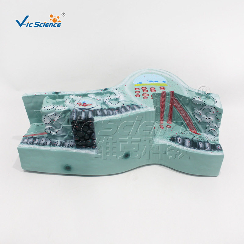 VIC-707叶构造模型 植物细胞结构器