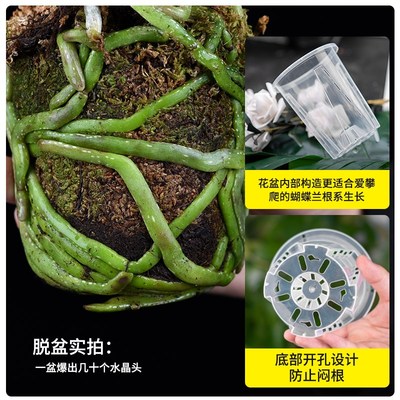 速发透明青山控根盆兰花水苔蝴蝶兰花盆塑料透气镂空大号花盆家用