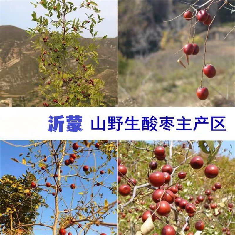 沂蒙山酸枣壳野生柏壳枕头松针睡眠枕女贞子枕头T四味中药枕养生