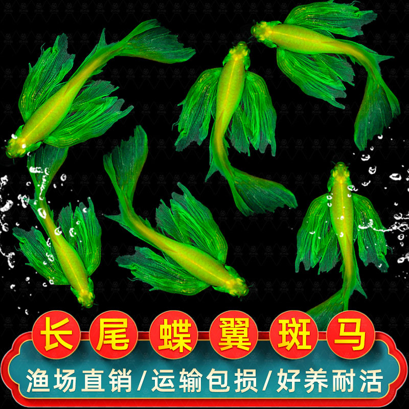 蝶翼长尾斑马鱼蝶衣观赏鱼大号翡翠蝶翼斑马鱼糖果缸龙凤冷水新手