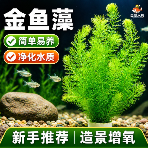 金鱼藻水草淡水水族箱鱼缸造景挂卵繁殖净化水质好养养鱼专用冒泡