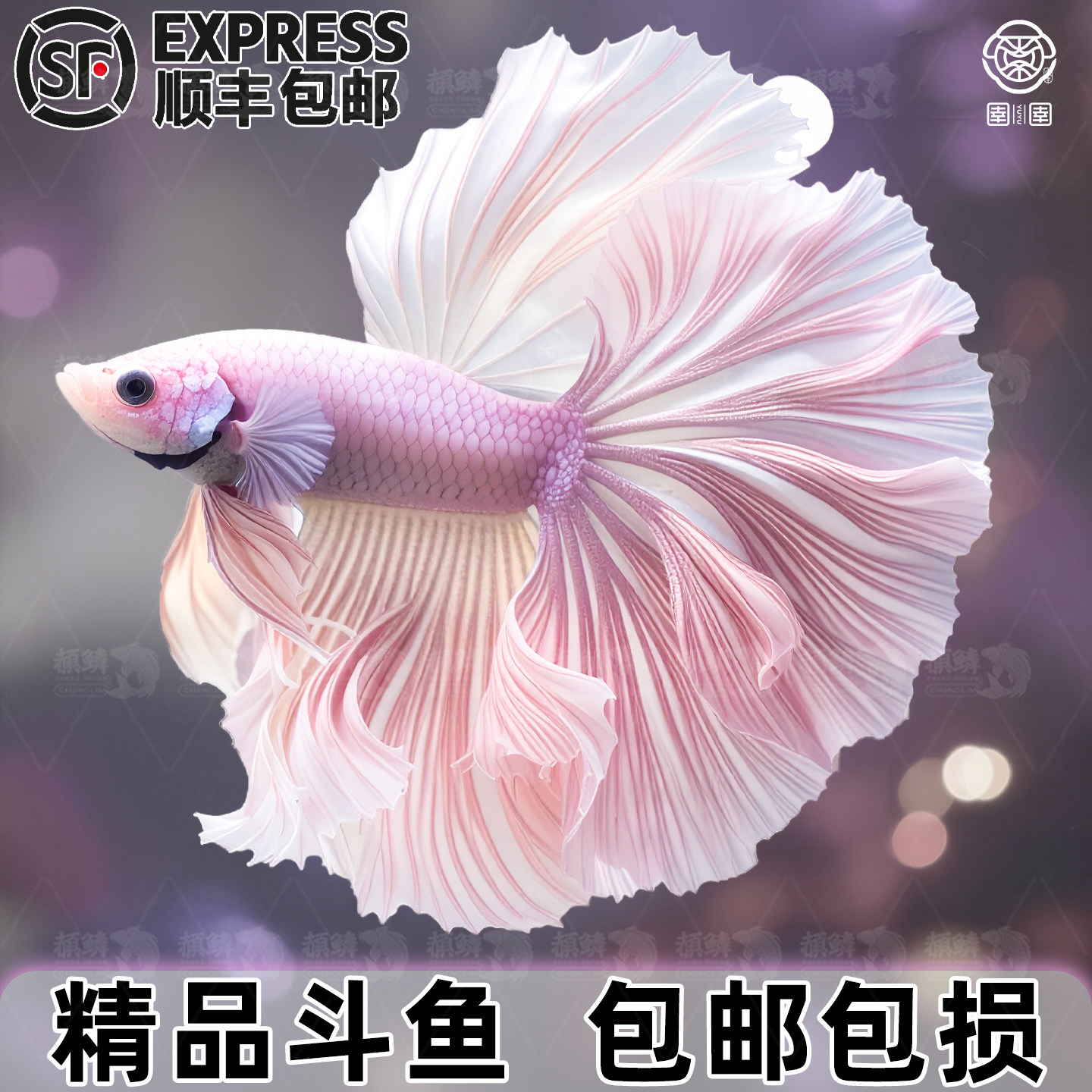 顺丰泰国斗鱼观赏鱼半月宠物婚纱鱼鱼缸小型热带淡水好养耐活鱼苗