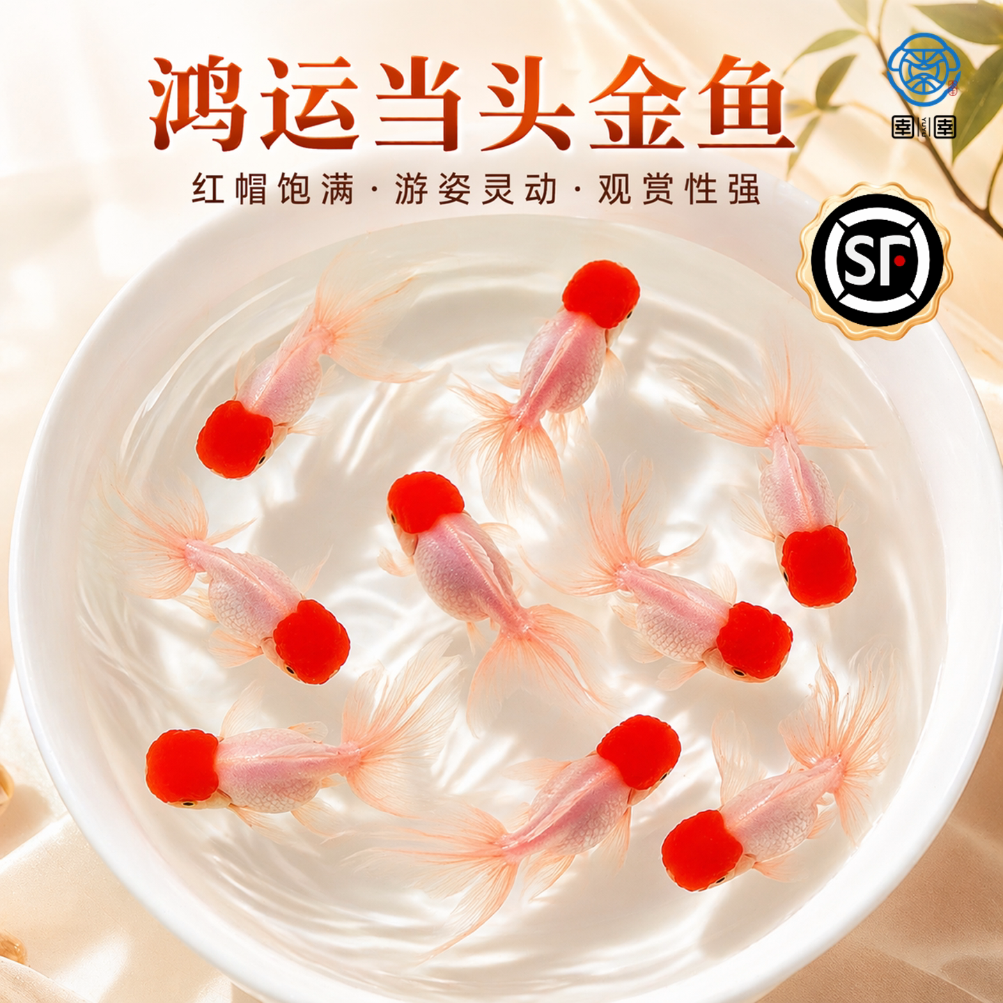 顺丰鸿运当头鱼好养耐活狮子头金鱼活鱼冷水不加温小鱼丹顶鹤顶红