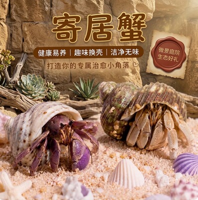 小豆丁陆生寄居蟹观赏蟹活物饲养造景套装好养易活螃蟹桌面萌宠蟹