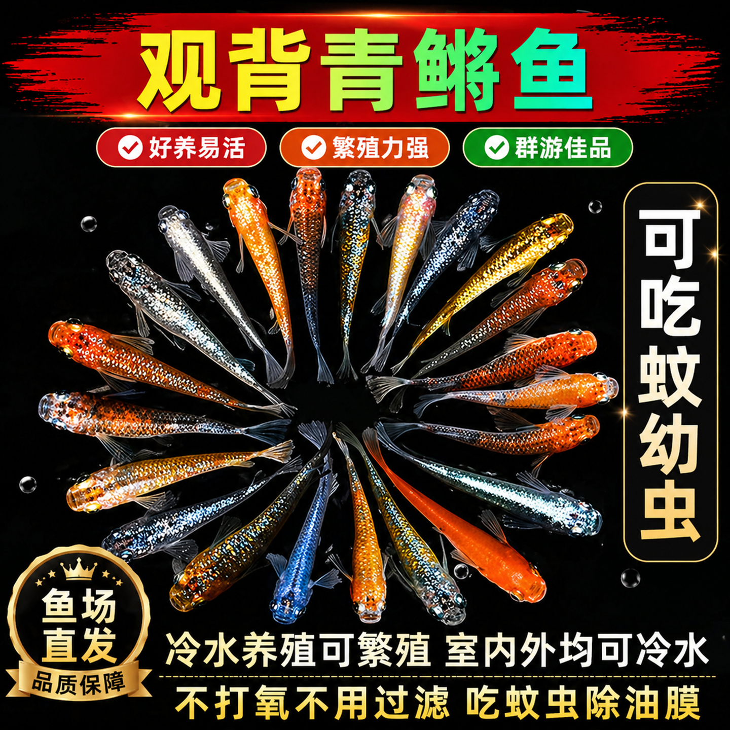 观背青鳉观赏鱼魔法鱼青锵鱼食蚊鱼小型冷水淡水鱼不打氧好养耐活