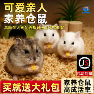 小仓鼠活物家养金丝熊小型活体鼠类三线银狐布丁公婆奶茶可选公母