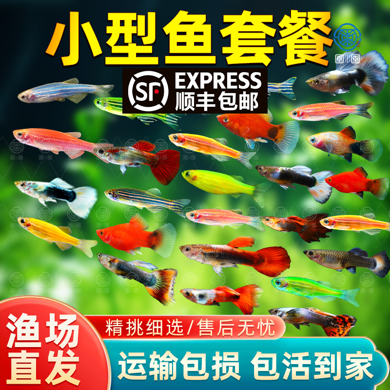 孔雀鱼活鱼观赏鱼纯种小型热带鱼斑马鱼米奇活体淡水好养耐活鱼苗