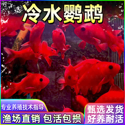冷水鹦鹉鱼招财淡好养易活发锦鲤