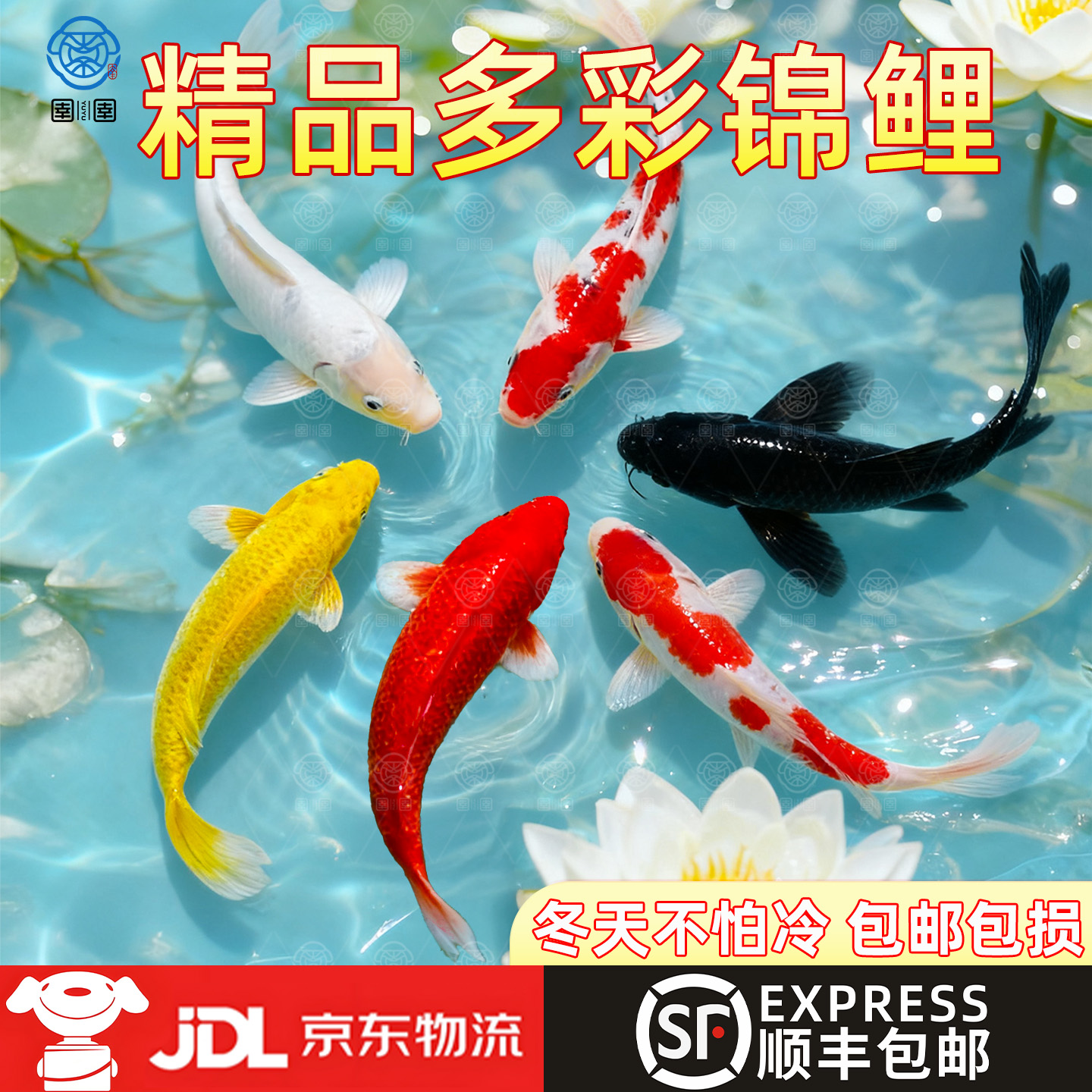 顺丰锦鲤鱼活鱼观赏鱼纯种鱼大型红白冷水淡水好养耐活金鱼小鱼苗