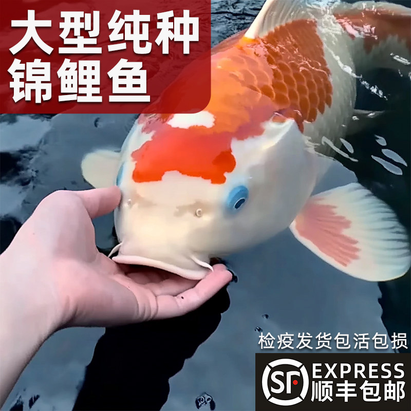 顺丰锦鲤鱼活鱼冷水淡水鱼苗观赏鱼金鱼小型好养耐活红鲤鱼小锦鲤,宠物/宠物食品及用品,鱼,淘宝优惠券,粉丝福利购,淘宝优惠卷