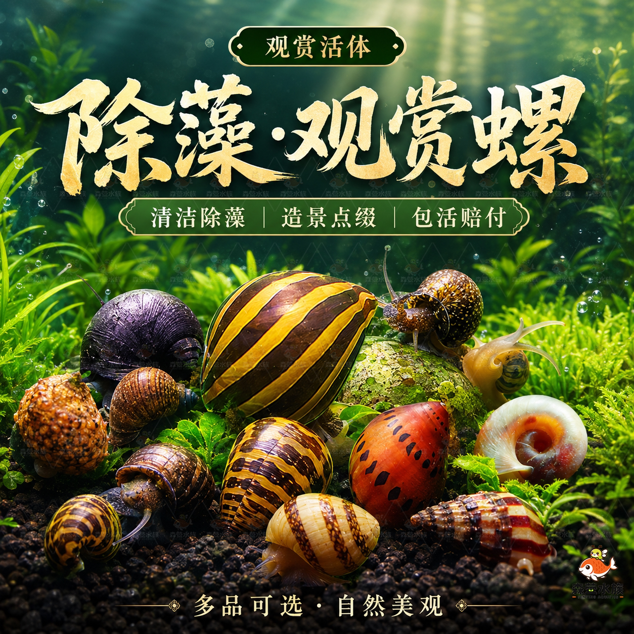 黄金螺鱼缸清洁除藻大号观赏螺活体淡水螺净水清理鱼屎粪便工具螺