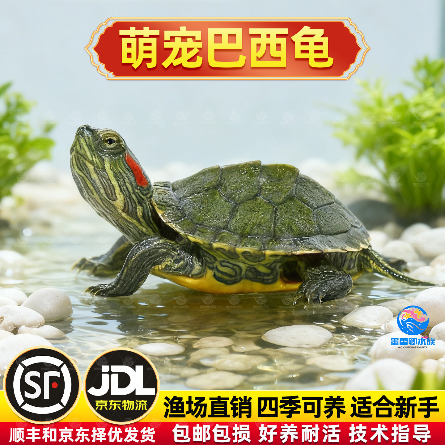 乌龟活物红耳巴西龟草龟爬宠好养可认主宠物观赏适合家养的小乌龟