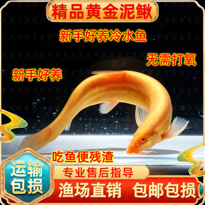 黄金泥鳅冷水观赏鱼招财缸清道夫