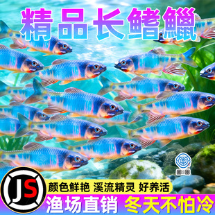 网红群游长鳍鱲溪流原生缸马口鬣异躐宽躐观赏鱼原生鱼冷水淡水鱼