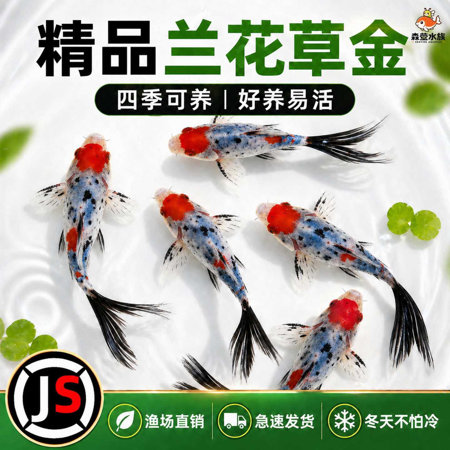 兰花草金锦鲫长尾观赏鱼金鱼活鱼冷水鱼好养耐活耐寒锦鲤活体鱼苗