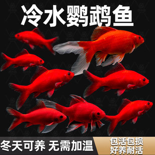 冷水鹦鹉鱼红鱼淡水好养易活冷水鱼苗观赏鱼活鱼草金金鱼耐活锦鲤
