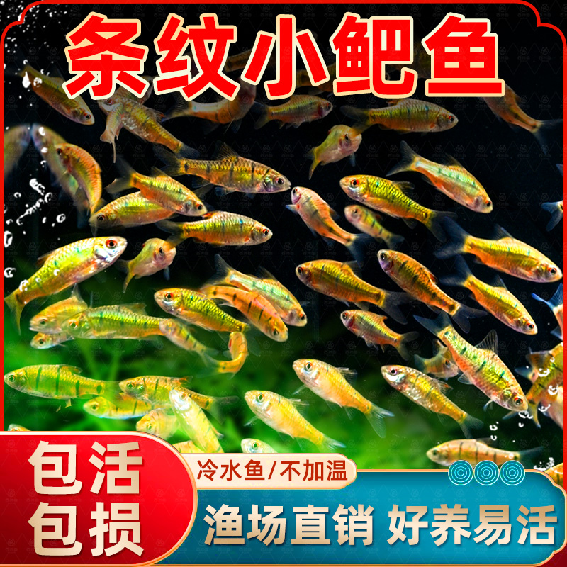 小鲃鱼中国斗伴侣条纹原生冷水淡