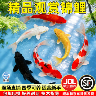 顺丰纯种锦鲤活鱼观赏鱼小型淡水草金鱼养不死好养耐活冷水鱼鲤鱼