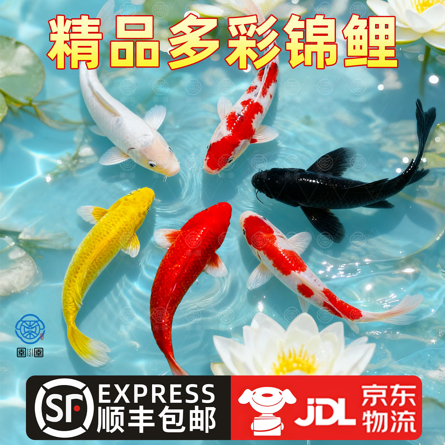 顺丰锦鲤鱼活鱼观赏鱼纯种鱼大型红白冷水淡水好养耐活金鱼小鱼苗,宠物/宠物食品及用品,鱼,淘宝优惠券,粉丝福利购,淘宝优惠卷