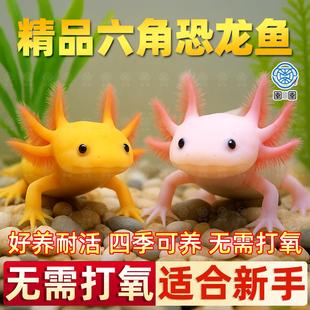 六角恐龙鱼冷水鱼观赏鱼蝾螈美西螈活体六角龙淡水好养易活宠物鱼