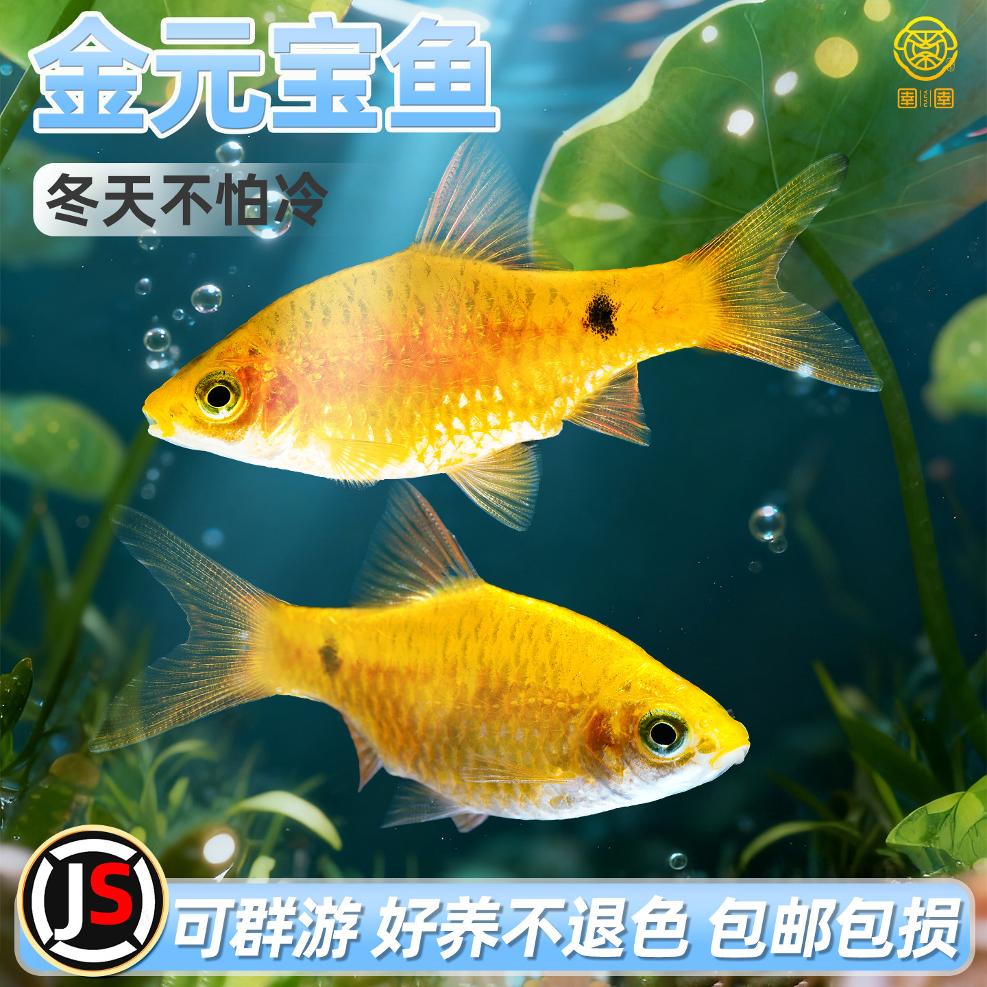 金元宝鱼玫瑰鲫鱼冷水观赏鱼闯缸新手鱼耐低温小型鱼苗草缸鱼耐养