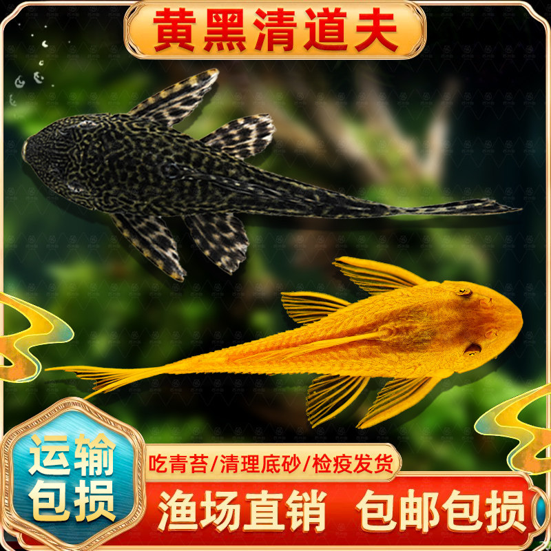 清道夫冷水贵州爬岩鳅琵琶鱼双吸盘不加温除藻鱼缸清洁工原生鱼,宠物/宠物食品及用品,鱼,淘宝优惠券,粉丝福利购,淘宝优惠卷