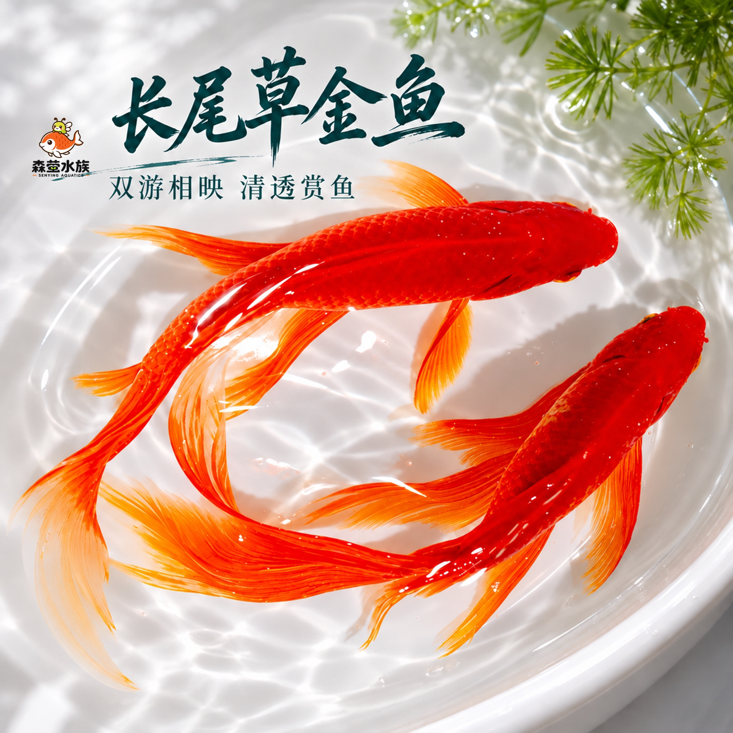 草金鱼活鱼鱼苗观赏鱼锦鲤长尾大红草金好养耐活冷水鱼自来水可养