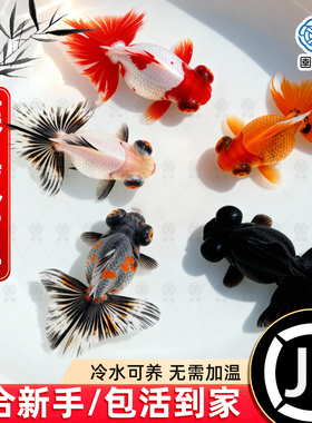 蝶尾金鱼活鱼观赏鱼红白包金蝶尾大眼冷水淡水鱼好养耐活泰狮兰寿