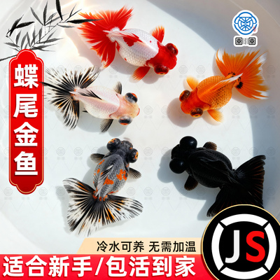 蝶尾金鱼活鱼观赏鱼红白包金蝶尾大眼冷水淡水鱼好养耐活泰狮兰寿