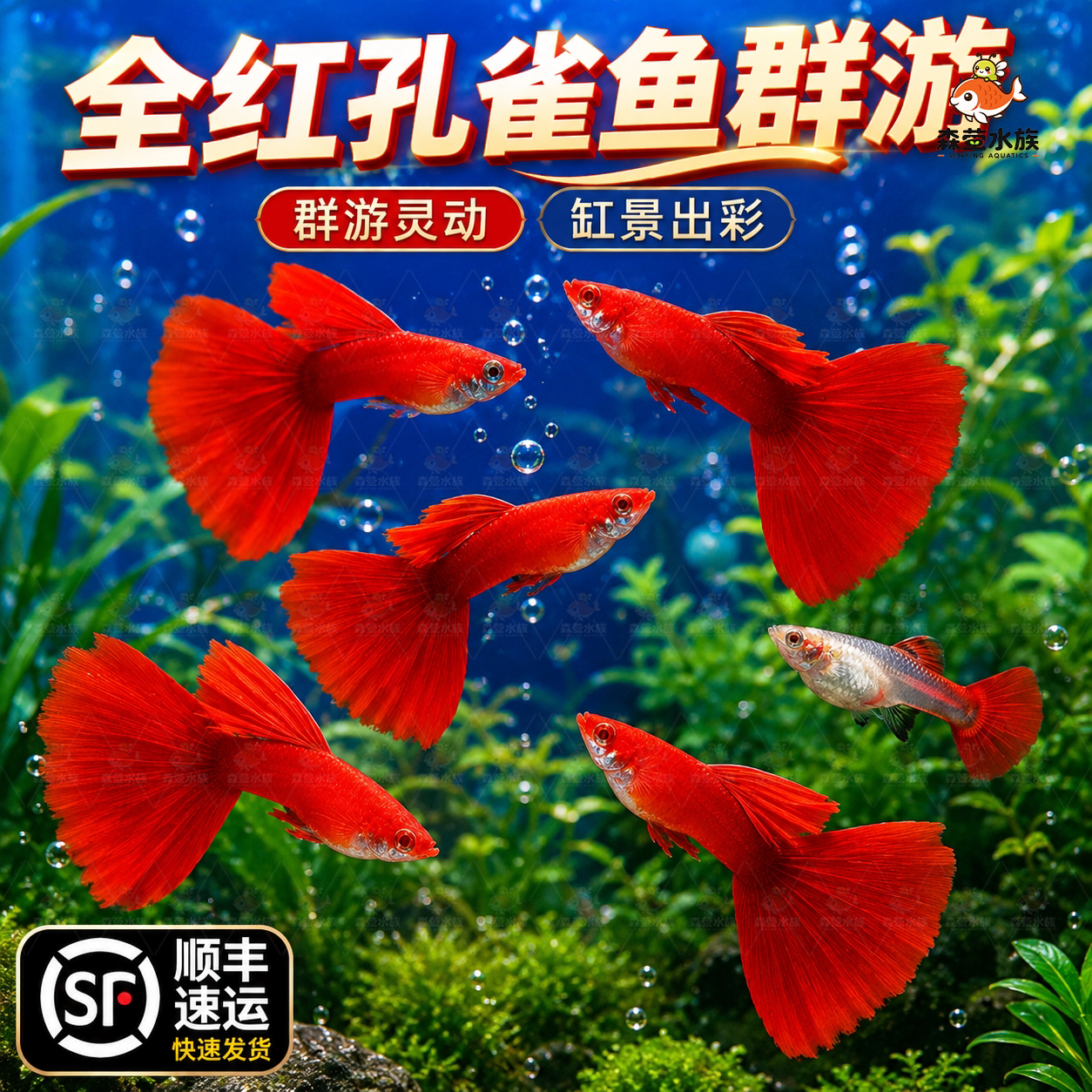 全红孔雀鱼热带观赏鱼活体小型纯种大尾凤尾鱼淡水好养耐活易繁殖