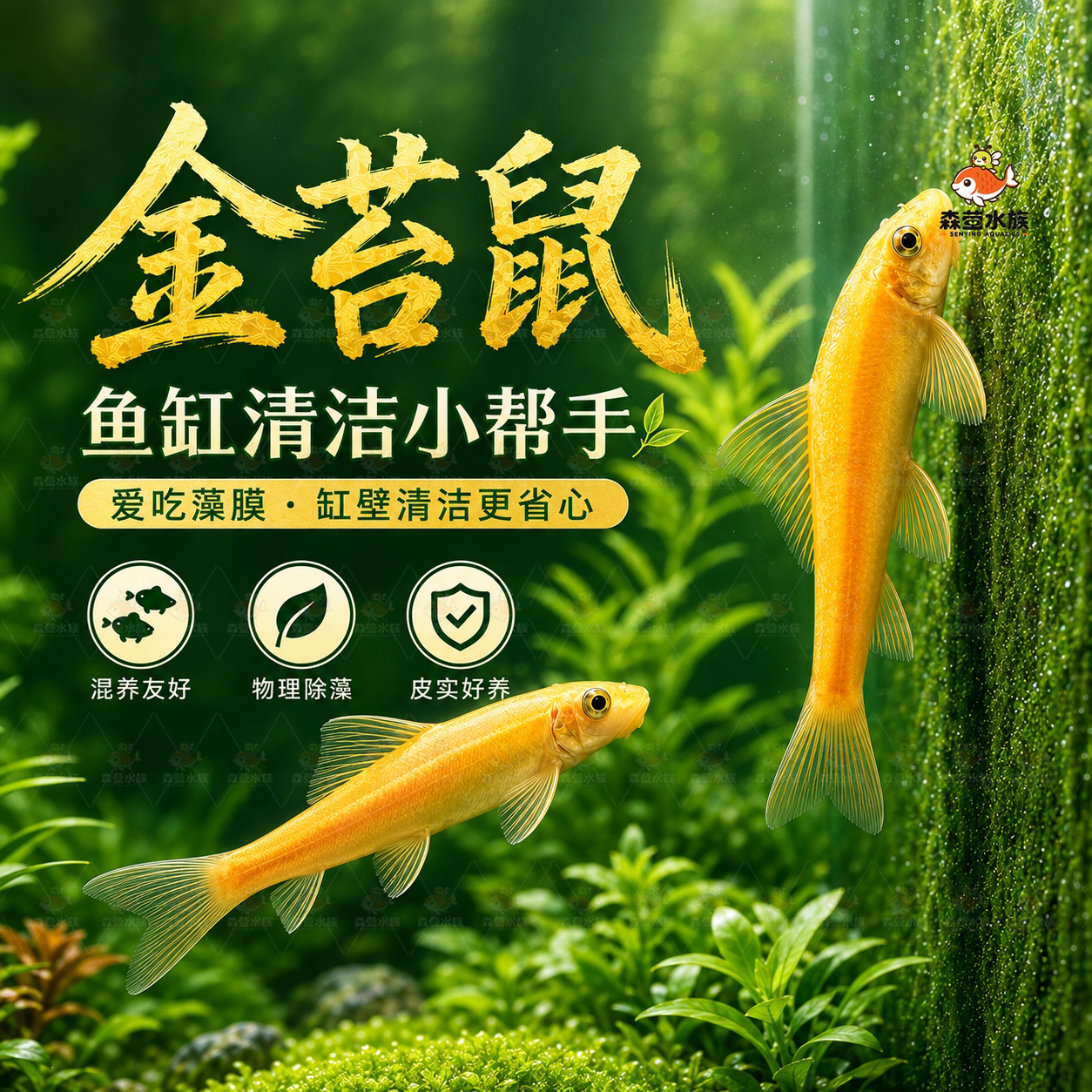 金苔鼠鱼清洁鱼清道夫鱼缸清洁除藻吃青苔工具鱼清洁虾热带淡水鱼