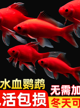 冷水鹦鹉鱼淡水鱼好养易活发财鱼锦鲤活体金鱼草金苗冷水观赏鱼