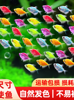 天使鱼大号观赏鱼小型淡水热带鱼七彩红天使柠檬黄好养耐活群游鱼