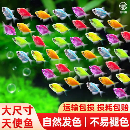 天使鱼大号观赏鱼小型淡水热带鱼七彩红天使柠檬黄好养耐活群游鱼