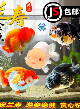兰寿金鱼活体冷水淡水观赏鱼纯种国粹泰狮小金鱼活鱼锦鲤好养耐活