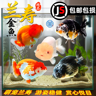 兰寿金鱼活体冷水淡水观赏鱼纯种国粹泰狮小金鱼活鱼锦鲤好养耐活