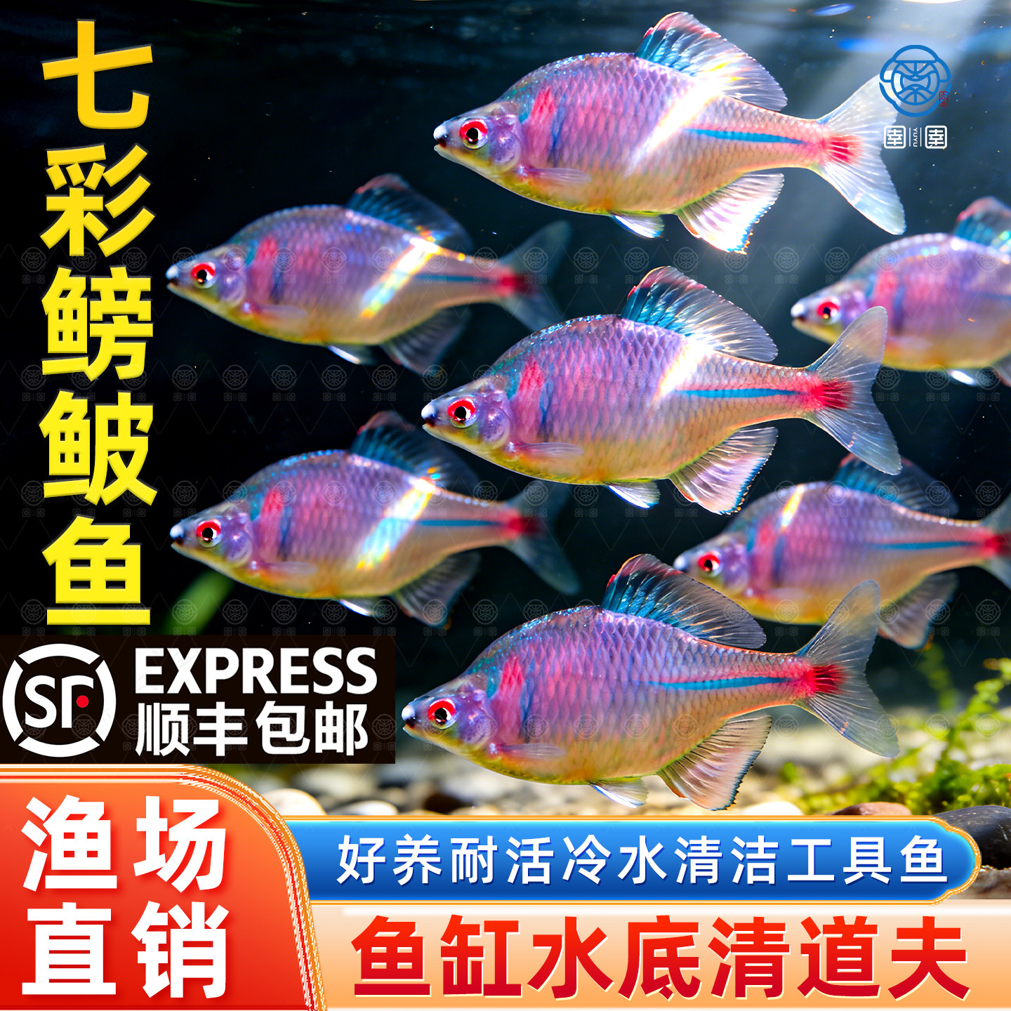顺丰鳑鲏鱼原生鱼好养淡水观赏鱼高体七彩旁皮冷水活体小型群游鱼,宠物/宠物食品及用品,鱼,淘宝优惠券,粉丝福利购,淘宝优惠卷