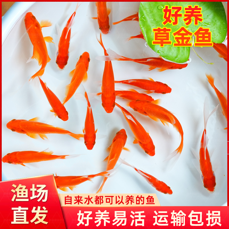 草金鱼活锦鲤苗观赏淡水红冷小型
