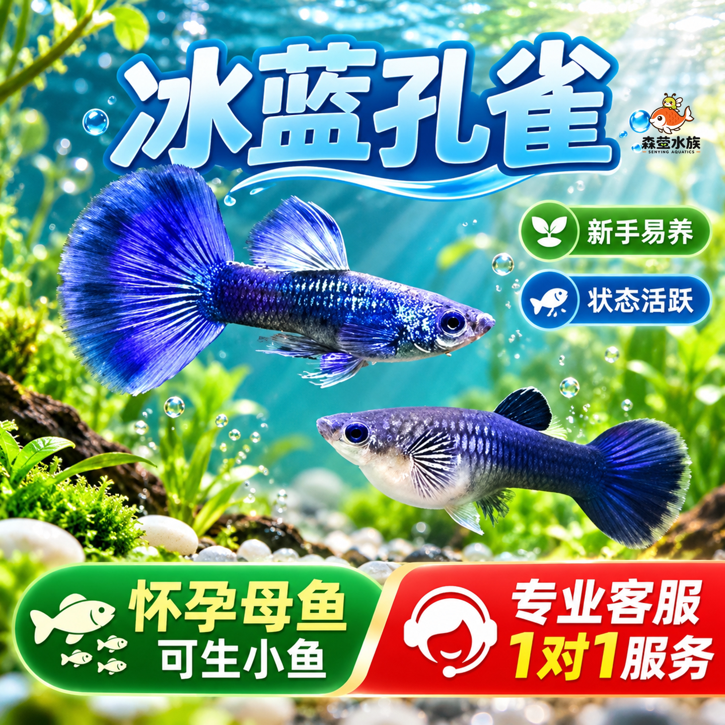 精品冰蓝孔雀鱼活鱼纯种大尾巴孕母临产凤尾鱼小型热带观赏鱼鱼苗
