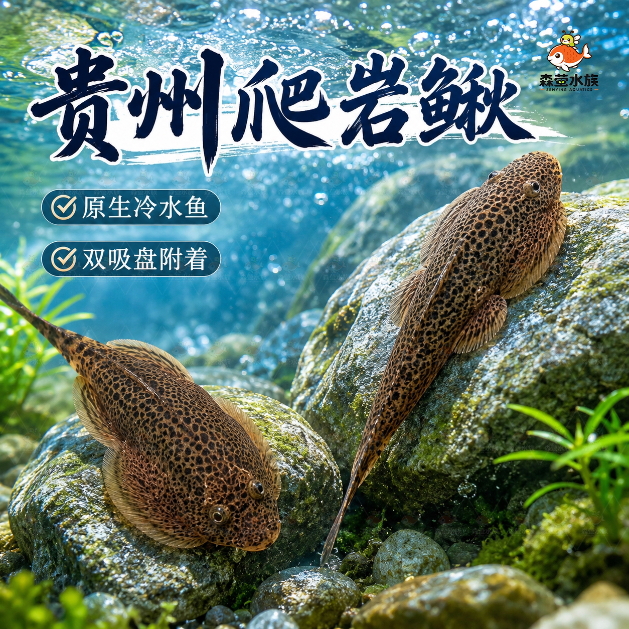 贵州爬岩鳅双吸盘冷水清道夫除藻擦玻璃不加温琵琶鱼小提琴原生鱼