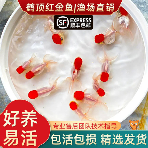顺丰鸿运当头鱼观赏鹤顶红狮子金