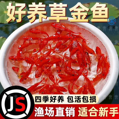草金鱼活鱼观赏鱼锦鲤鱼苗淡水鱼冷水鱼小型耐活活体小金鱼红草金