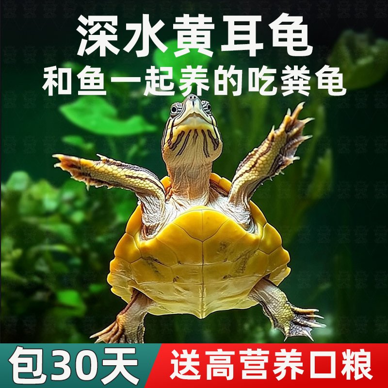 深水乌龟黄耳龟鱼缸混养宠物小乌龟活物吃粪龟冷水新手好养观赏龟