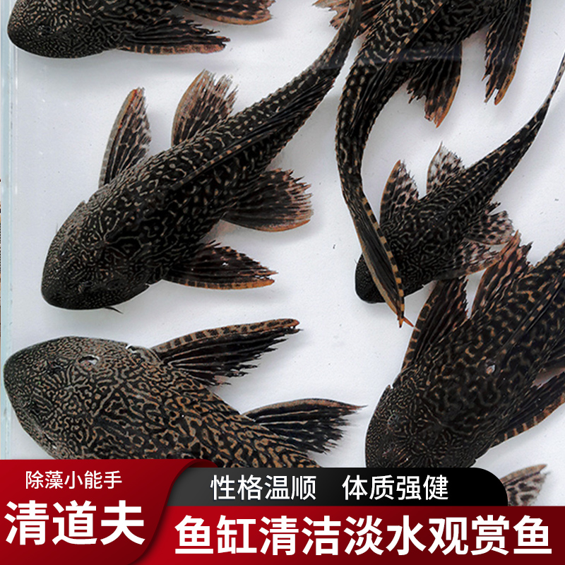 清道夫鱼缸洁工观赏热带淡水冷专