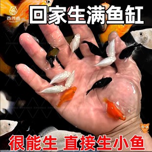 胎生鱼活体玛丽球淡水冷水小鱼易繁殖鱼好养热带观赏鱼新手鱼