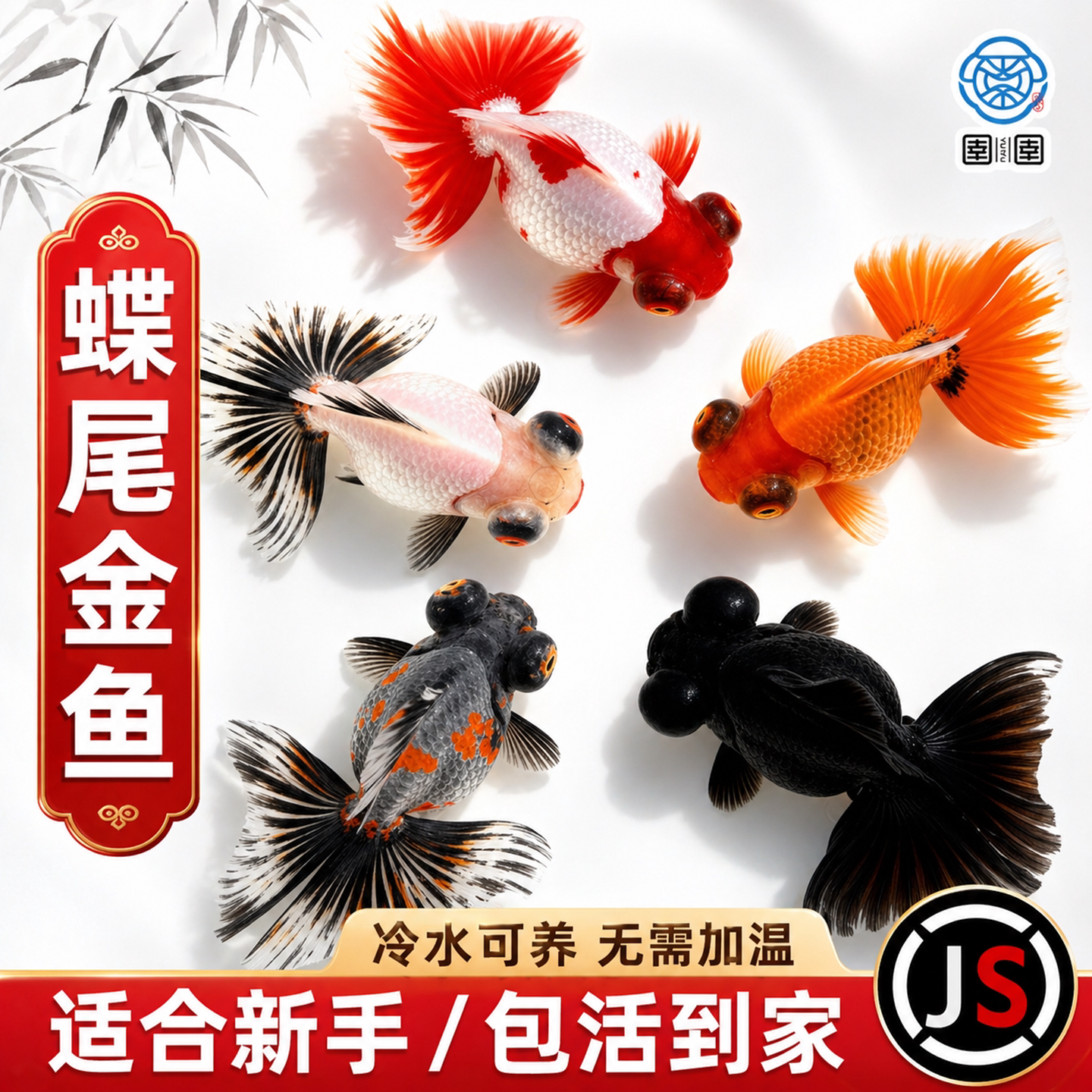 蝶尾金鱼活鱼观赏鱼红白包金蝶尾大眼冷水淡水鱼好养耐活泰狮兰寿